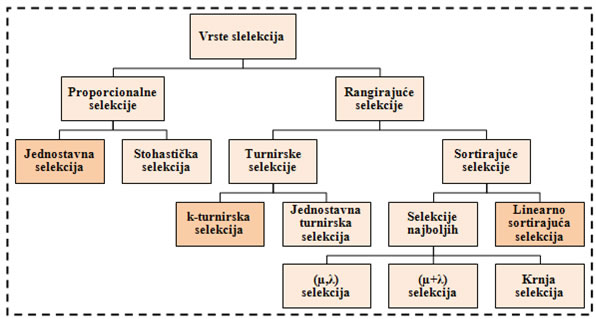 Vrste selekcija, u radu su opisane jednostavna, k-turnirska i linearno sortirajuća