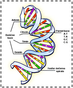 građa DNA