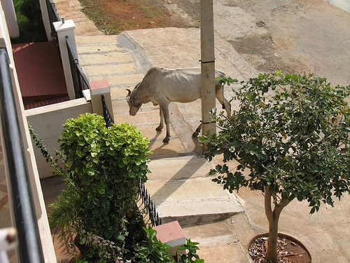 cow