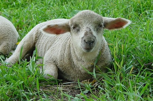 sheep