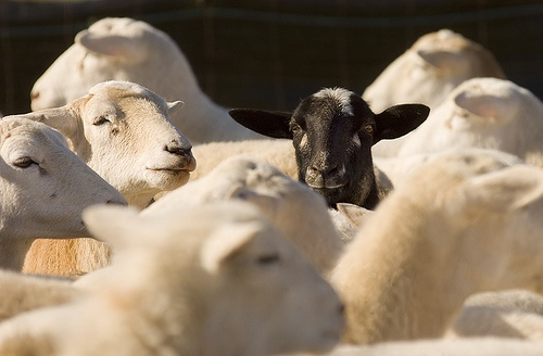 sheep