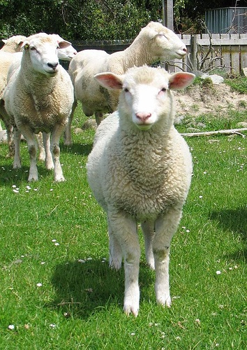 sheep