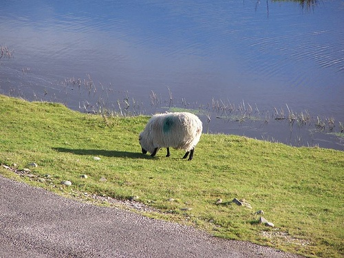 sheep