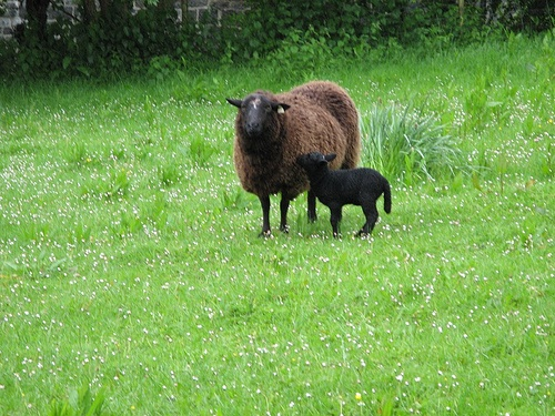 sheep